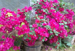 三角梅怎么修剪视频,视频教程精华概述